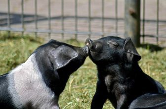 Guide étape par étape : Choisir la sacoche de selle anti-ballant idéale